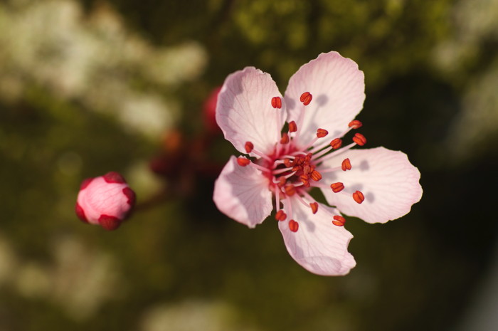 Cherry Blossom