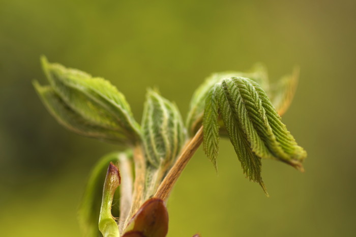 New Leaves