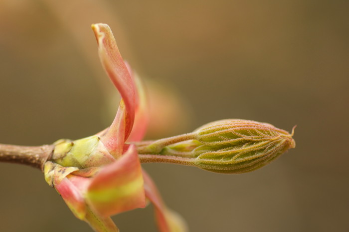 Leaf Bud