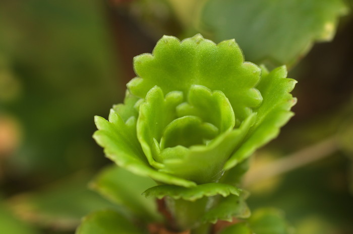 Plant Spiral