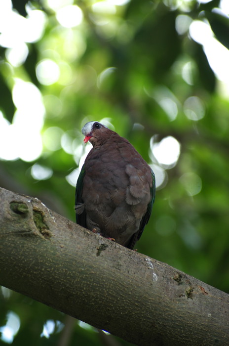 Bird