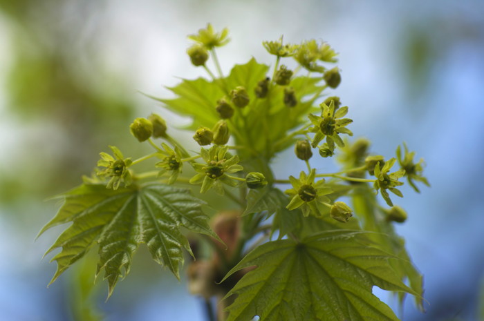 Maple Flowers