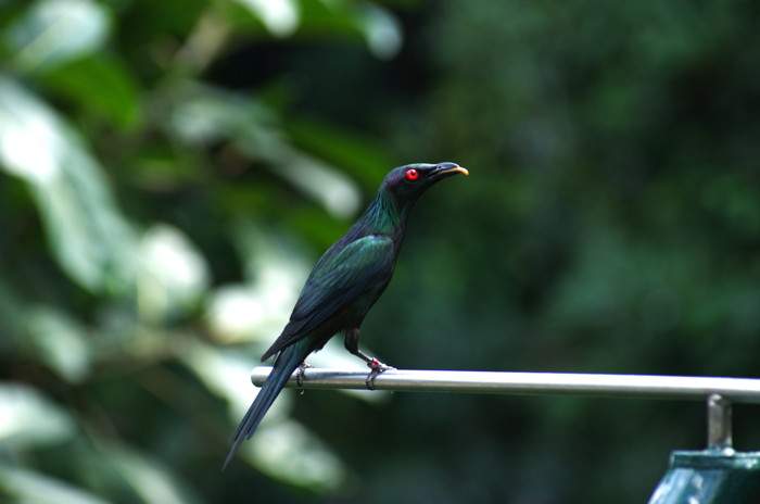 Bird