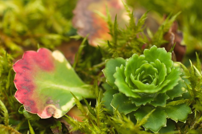 Spiral Plant