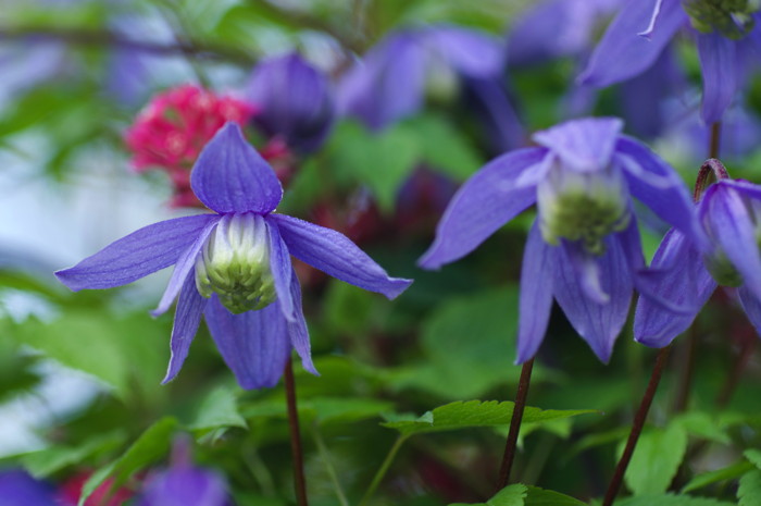 Blue Flowers