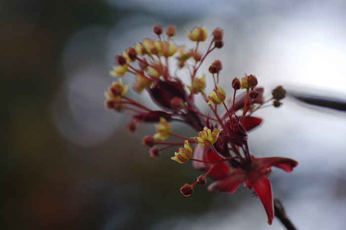 Tree Flowers