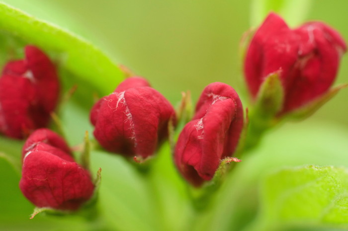 Red Flowers