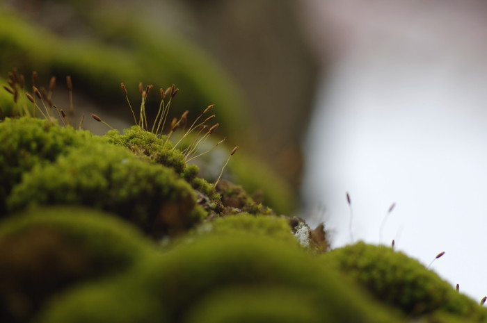 Moss