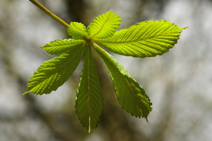 Leaves