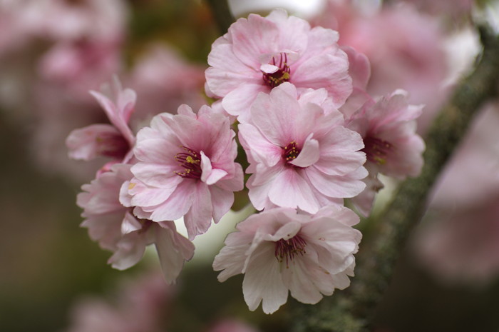 Pink Flowers