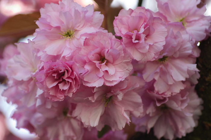 Pink Flowers