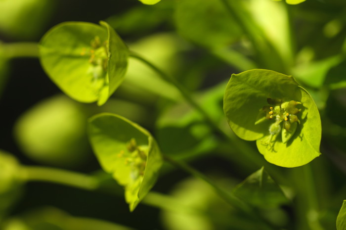 Green Flowers