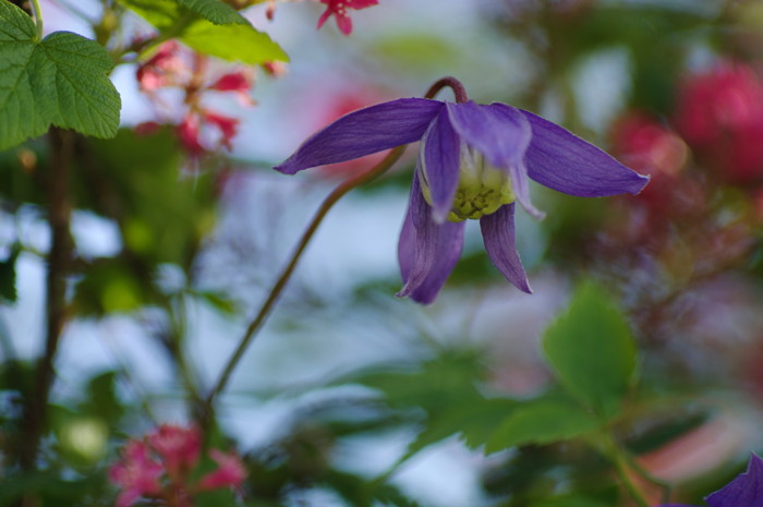 Purple Flower