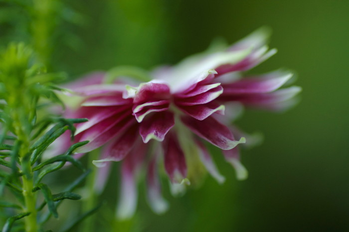 Pink Flower