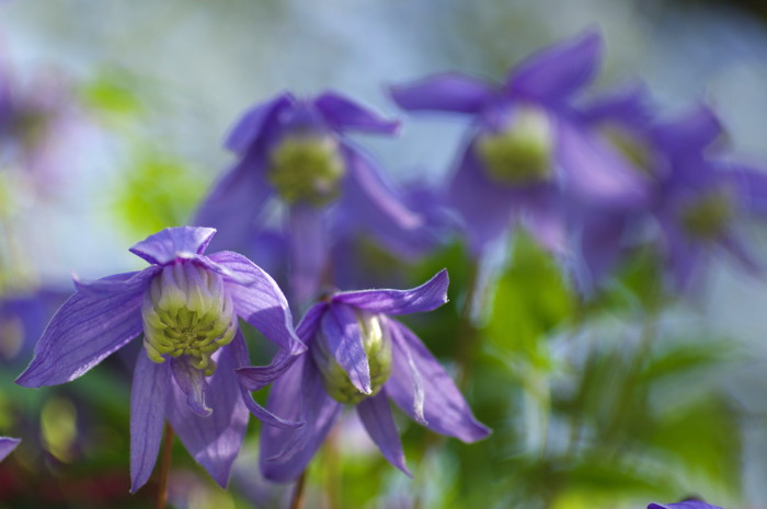 Purple Flowers