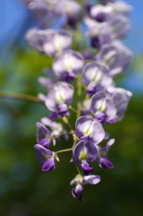 Purple Flowers