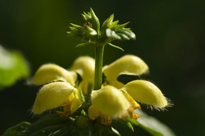 Yellow Flowers