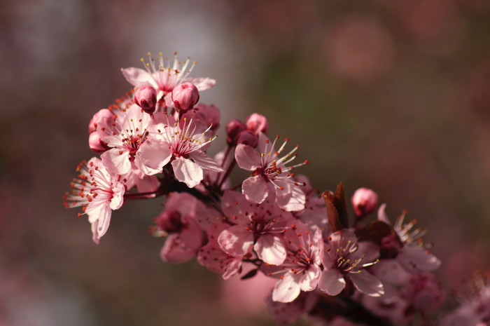 Cherry Blossoms