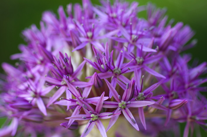 Pink Flowers