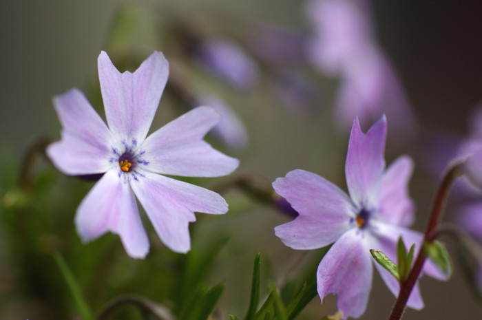 Pinkish Flowers