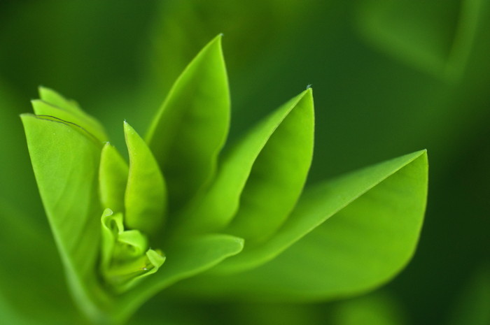 Leaves