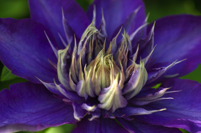 Purple Flower