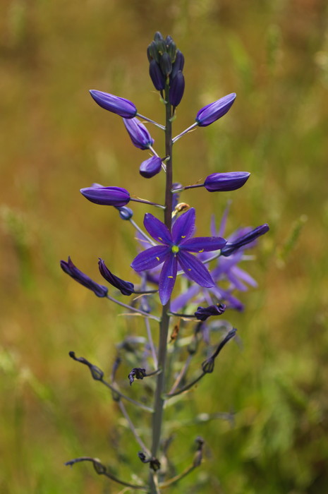 Purple Flower