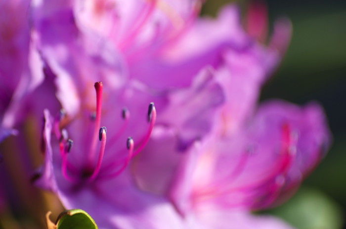 Purple Flower