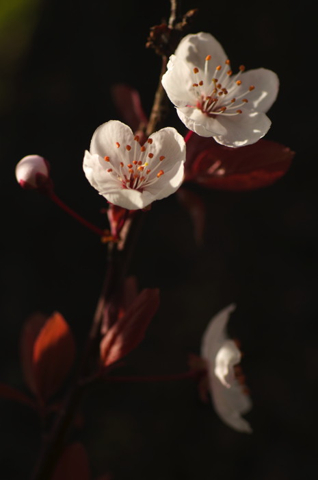 Cherry Blossoms