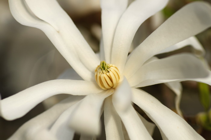 Magnolia