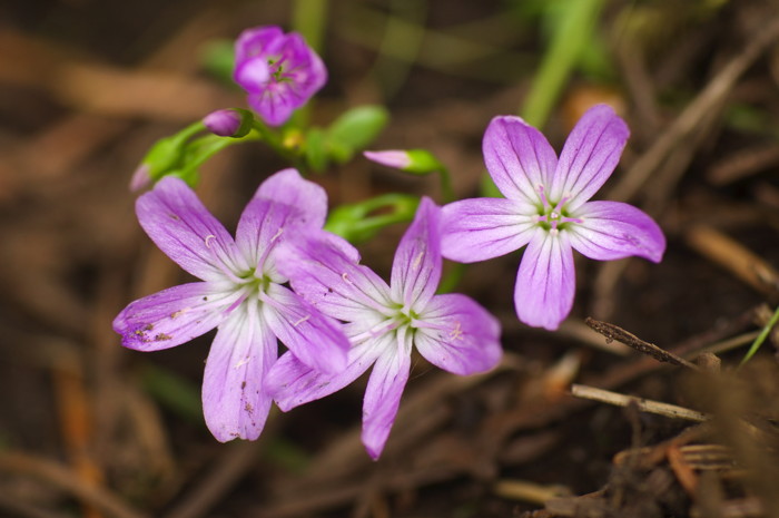 Pink Flowers