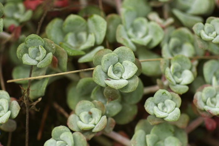 Succulent Plants