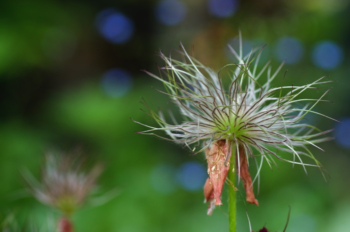 Dead Flower