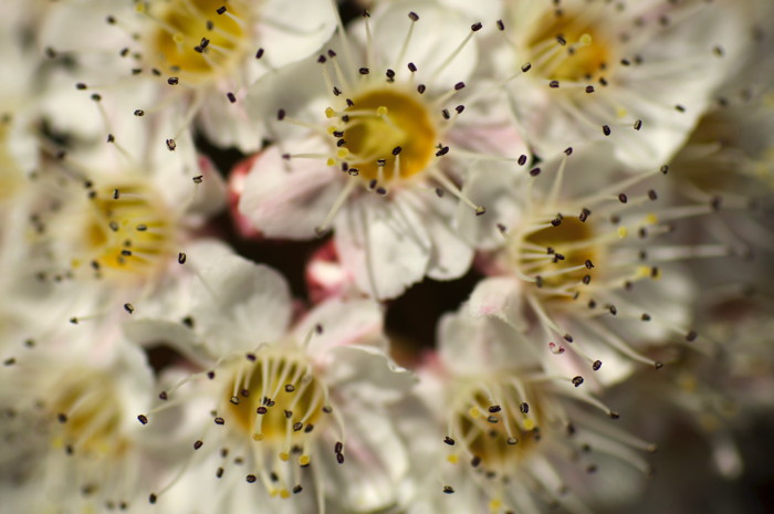 White Flowers