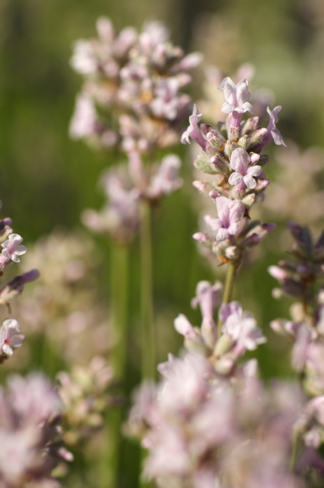 Pinkish Flowers