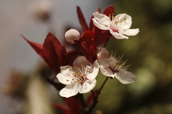 Cherry Blossoms