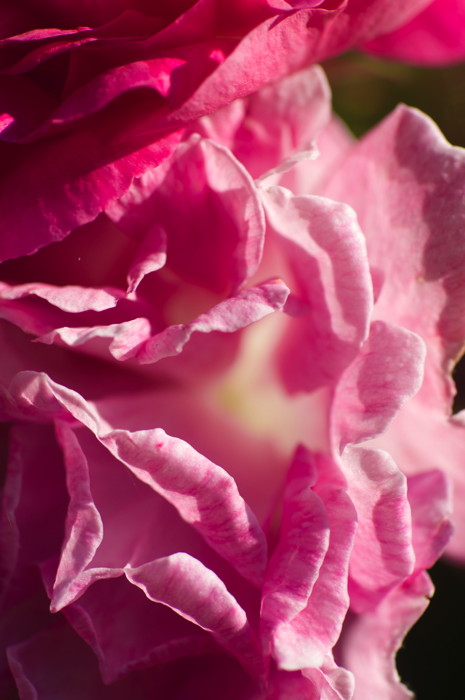 Pink Rose Petals