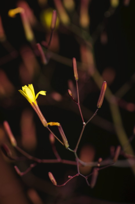 Yellow Flower
