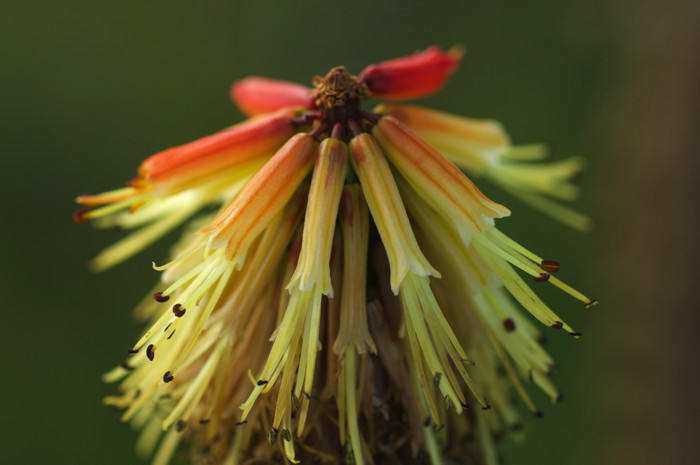 Yellow Flowers