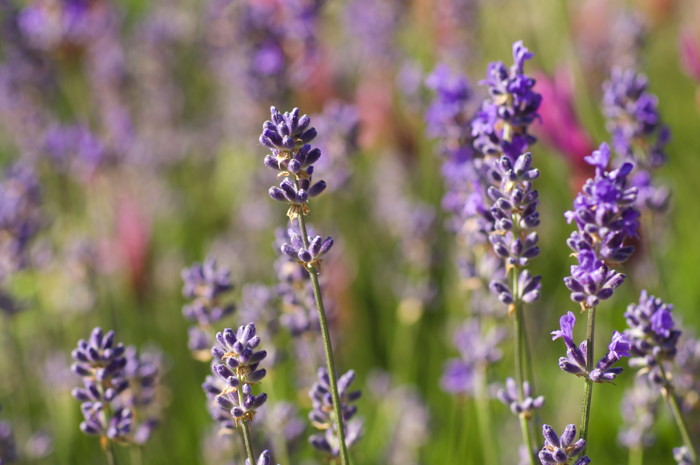 Purple Flowers