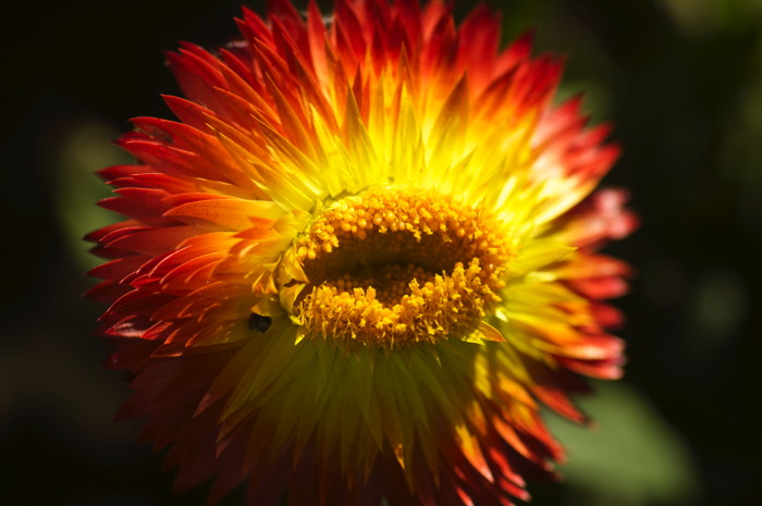 Orange Flower