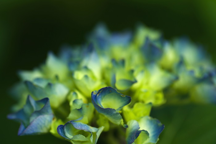 Blue Flowers