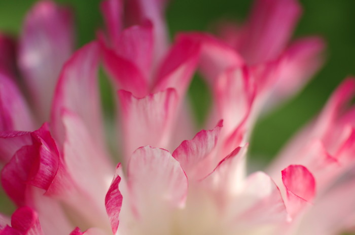 Pink Flower