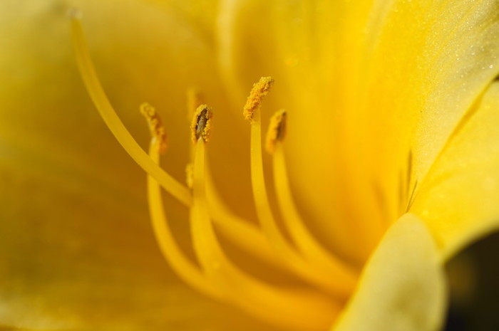 Yellow Stamens