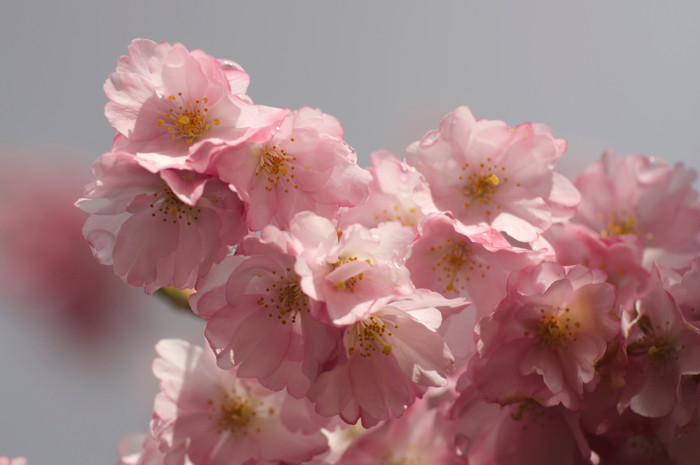 Pink Flowers