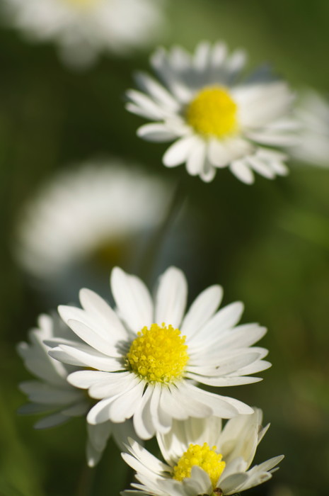 White Flowers