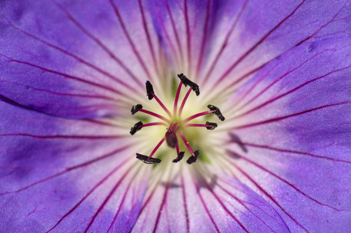 Blue Flower