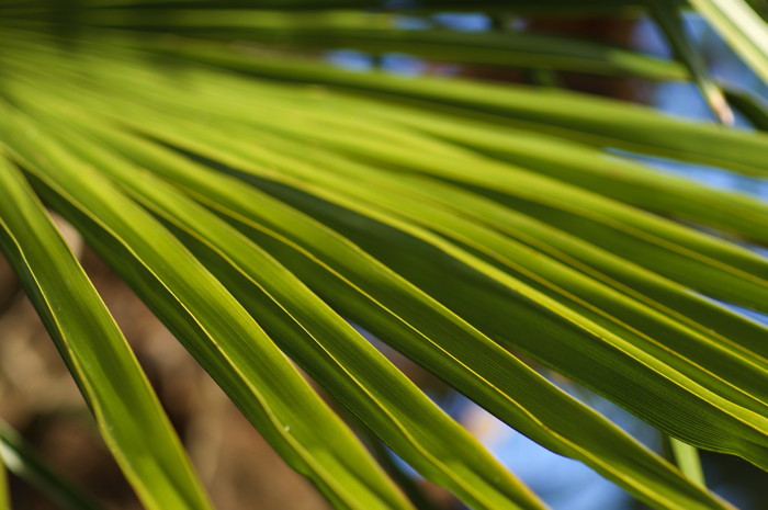 Leaves