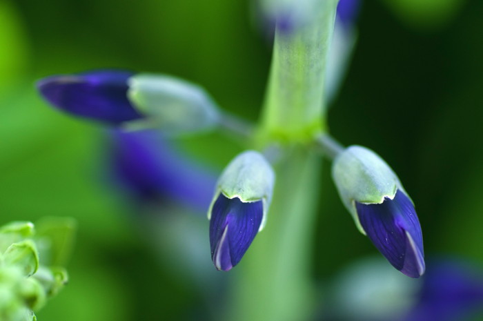 Blue Flowers