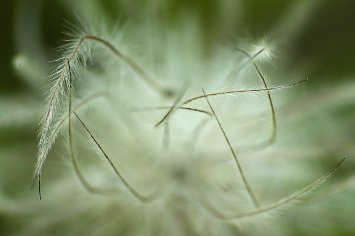 Fuzzy Plant